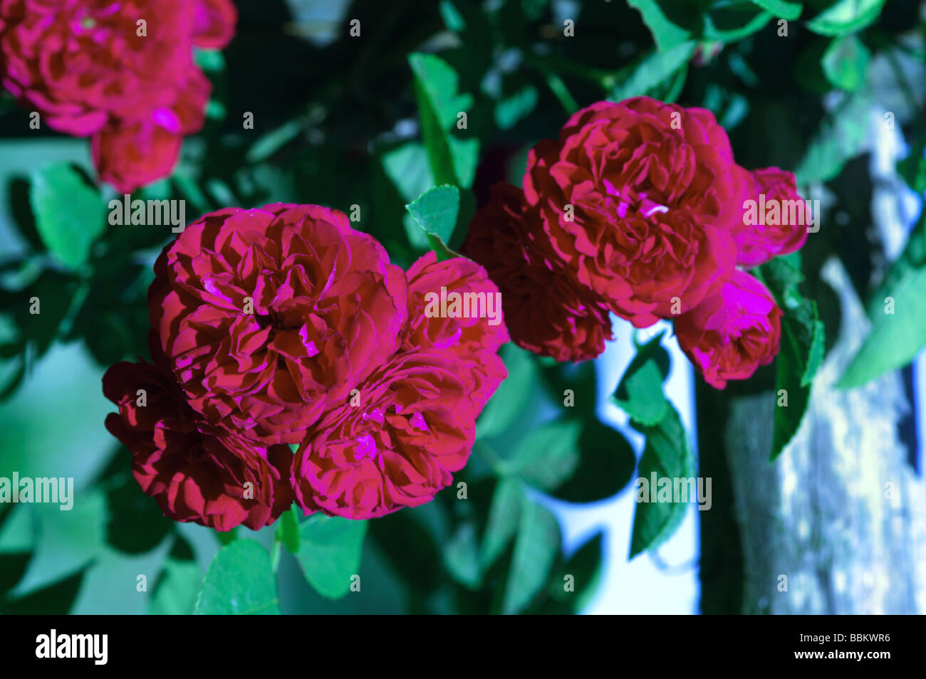 Group of flowers of the rose 'Chevy Chase Stock Photo Alamy