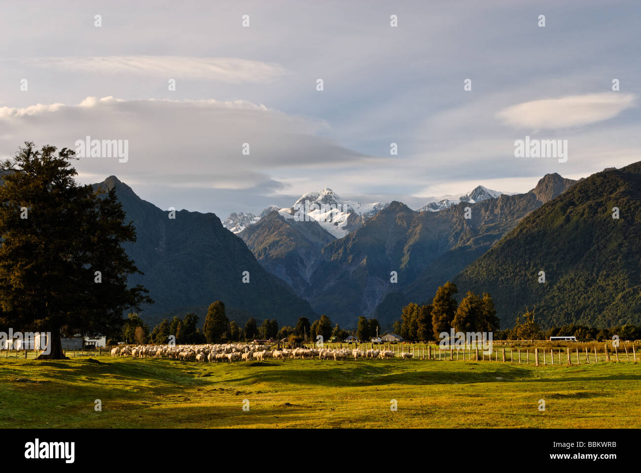 landscape sheep farming Fox Glacier New Zealand Stock Photo