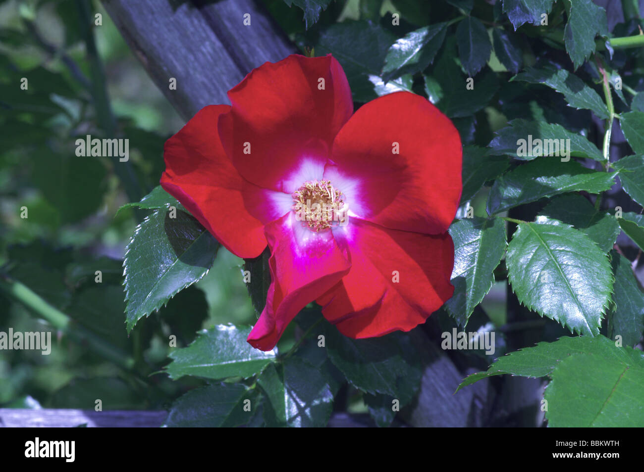 Single flower of the rose 'Dortmund';Introduced in 1955 Stock Photo Alamy