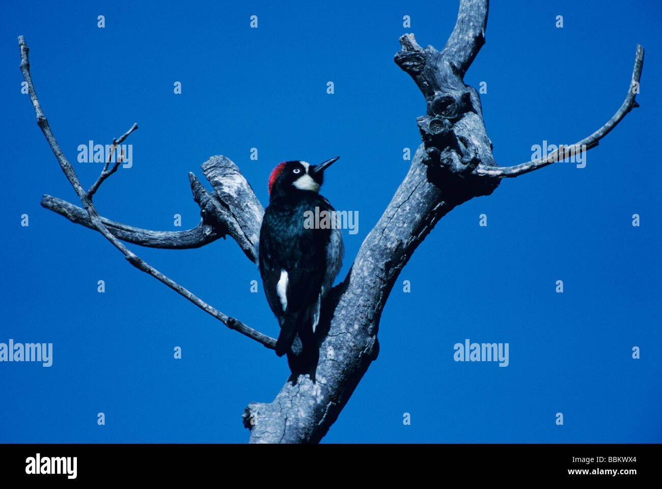 Acorn Woodpecker Melanerpes Formicivorus Male Madera Canyon Tucson acorn-woodpecker-melanerpes-formicivorus-male-madera-canyon-tucson