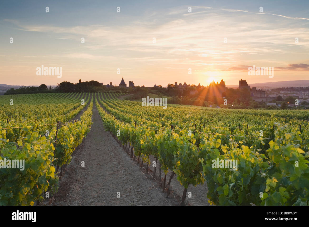 Vineyards outside the medieval city of Carcassonne at sunset. Languedoc Rousillon. France Stock Photo