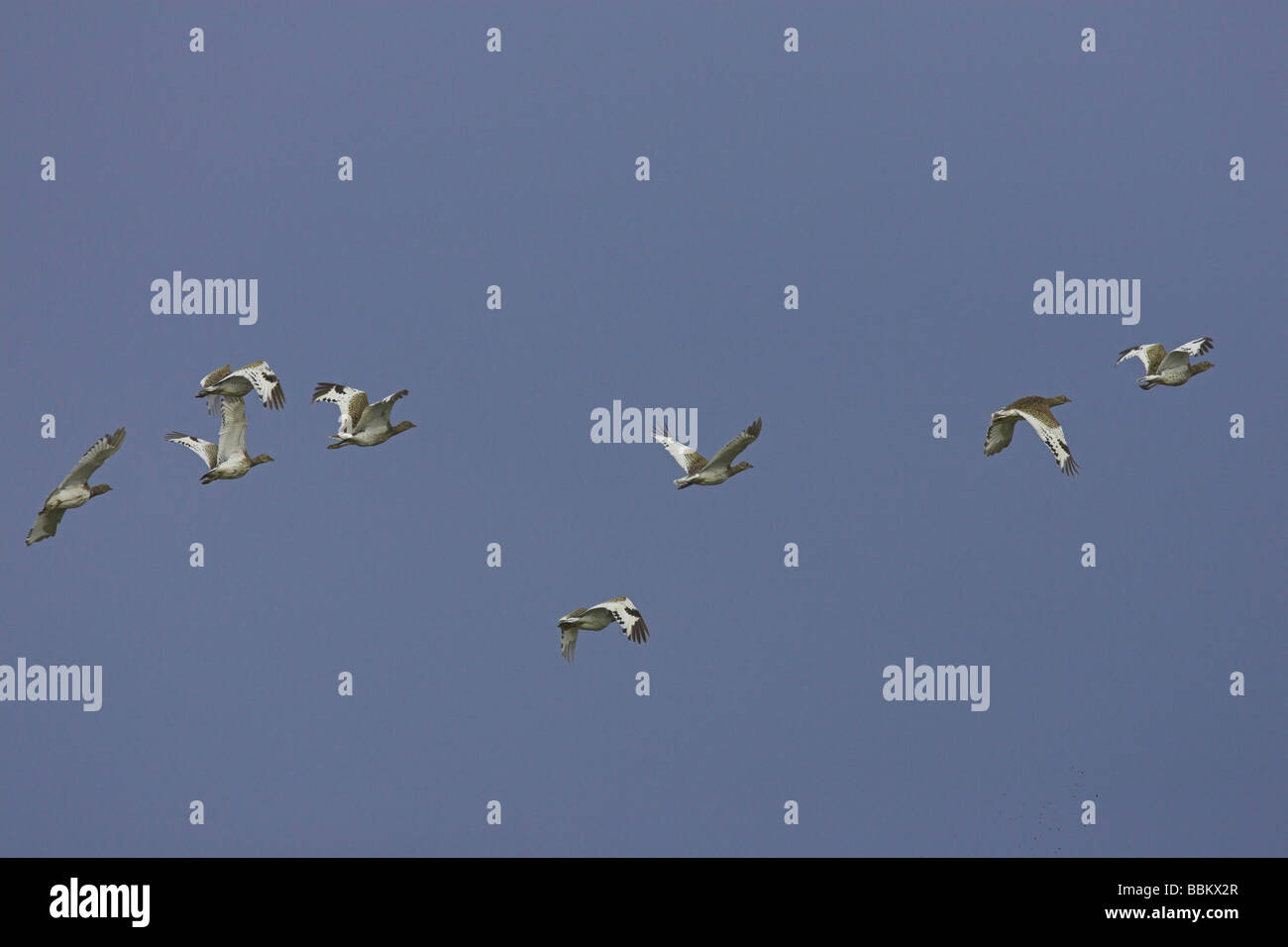 Little Bustard Tetrax tetrax flock in flight of La Serena Plains, Spain in February. Stock Photo