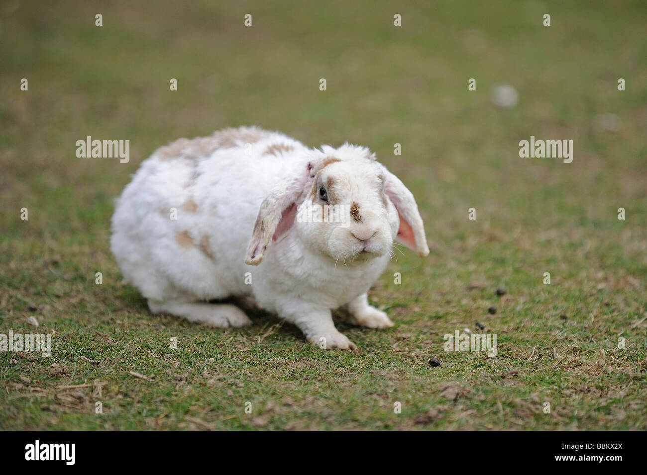 Domestic rabbit with floppy ears sitting on a meadow Stock Photo