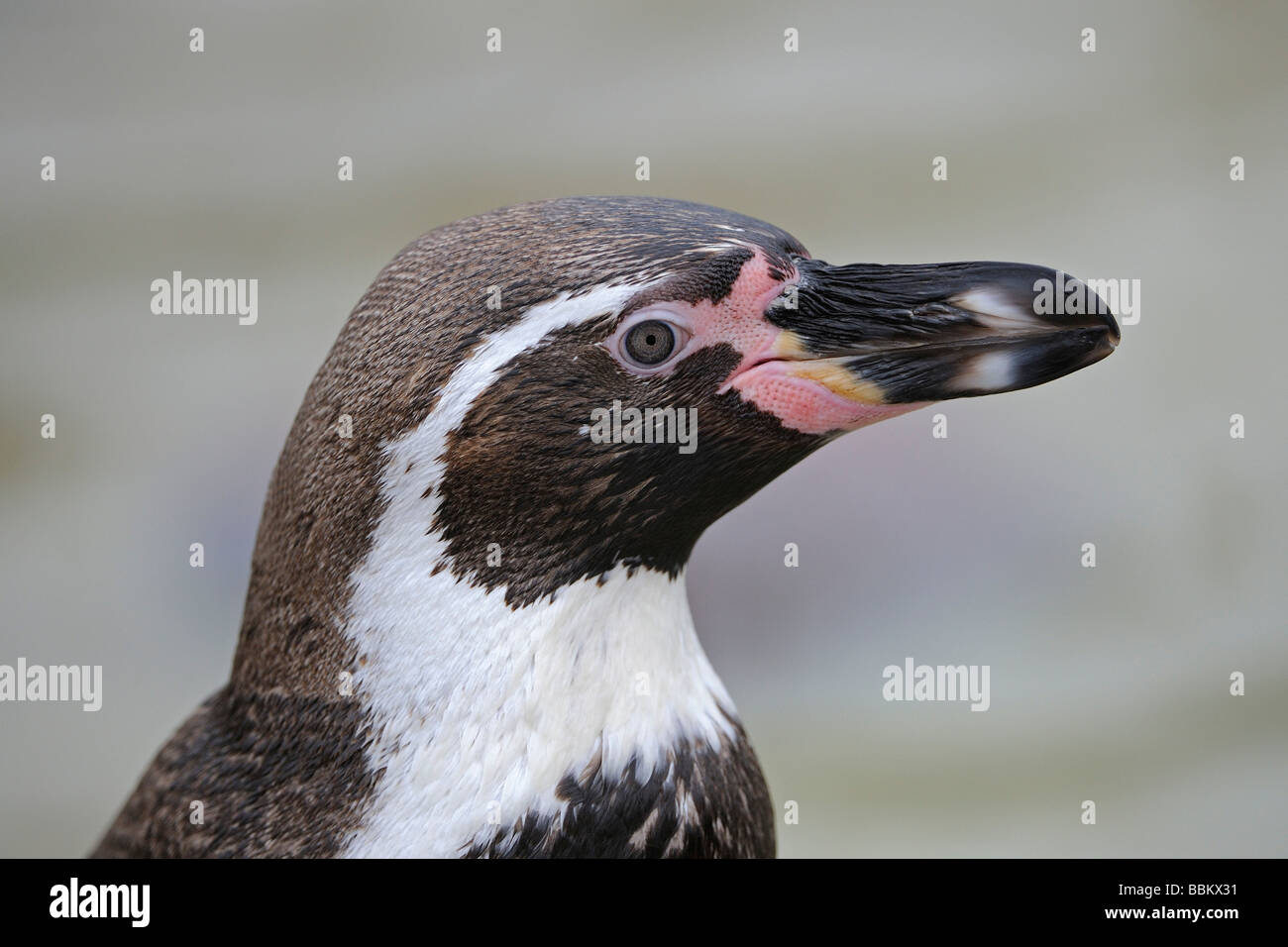 Humboldt Penguin (Spheniscus humboldti), portrait Stock Photo