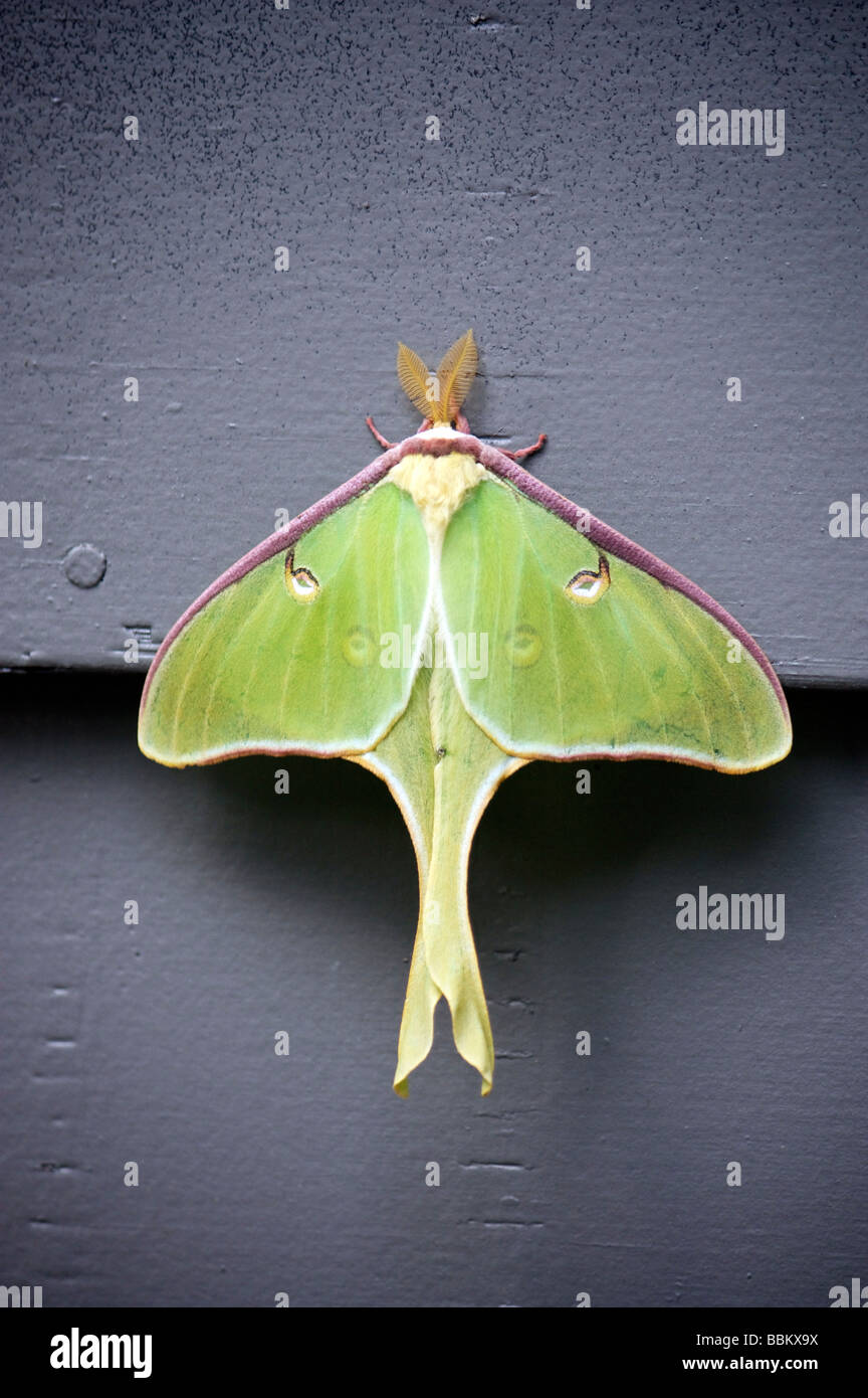 Luna moth resting on side of house Stock Photo - Alamy