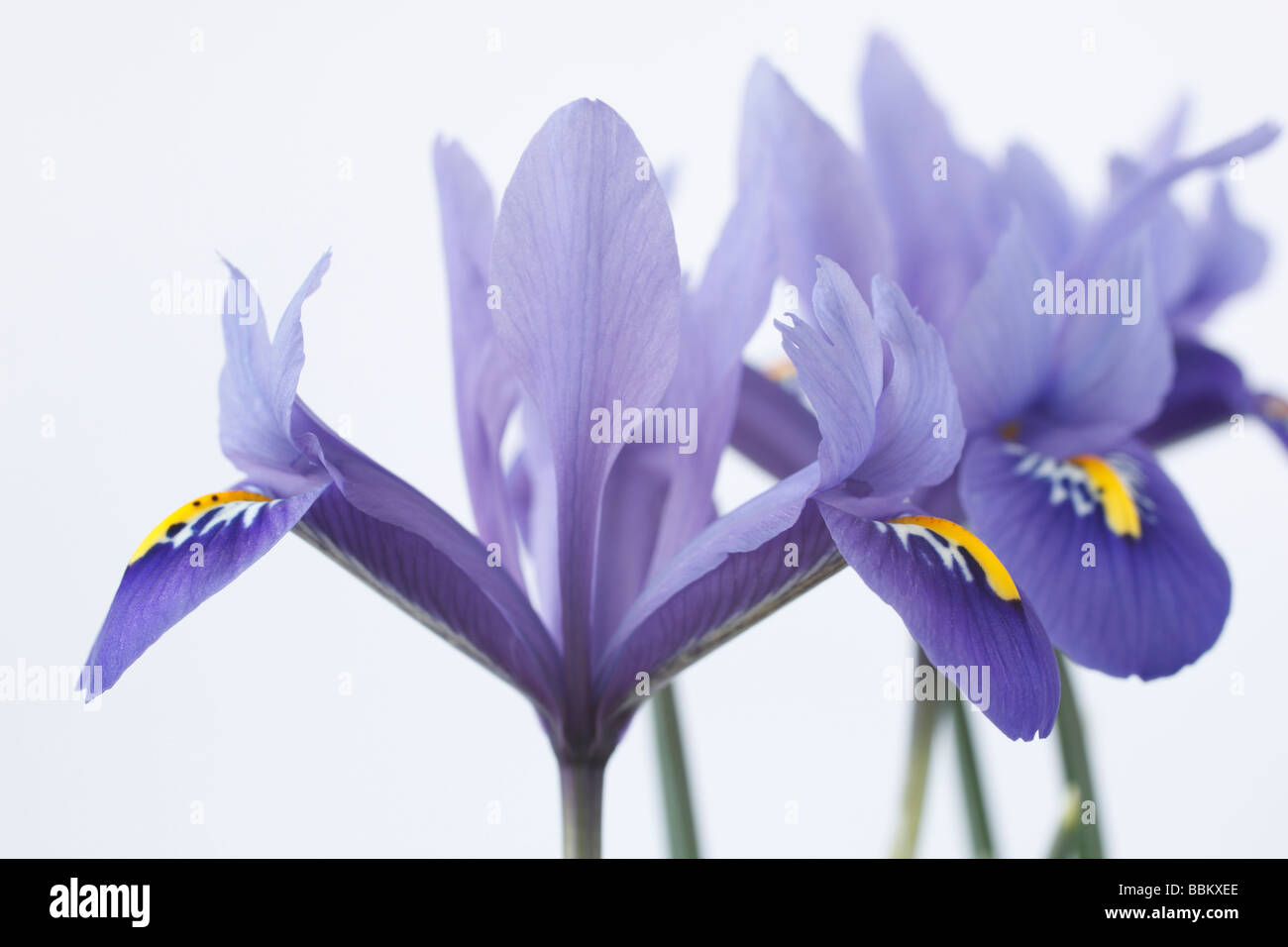 Iris 'Harmony'  Reticulata Stock Photo