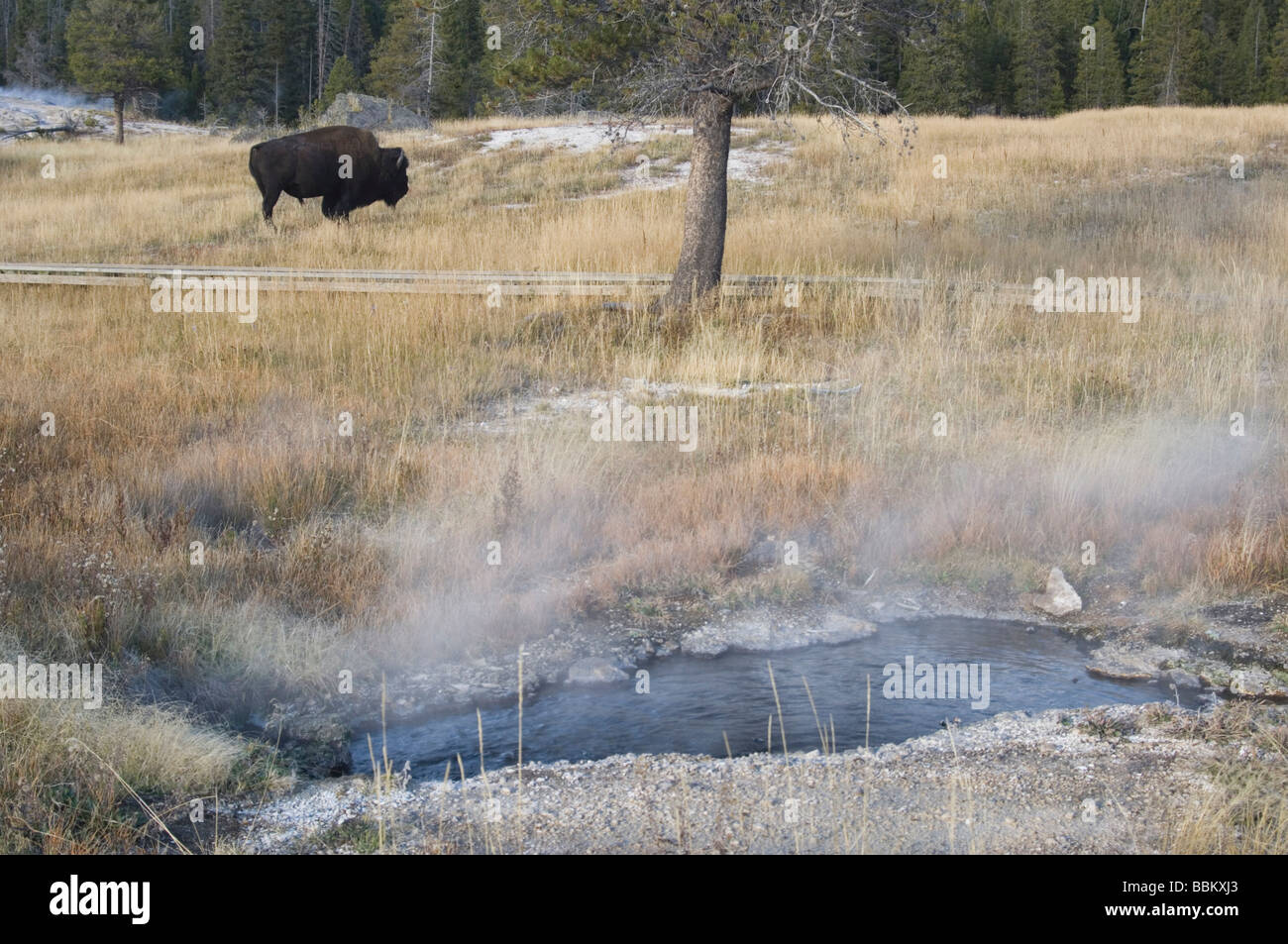 American Bison Buffalo Bison bison adult Yellowstone NP Wyoming September 2005  Stock Photo