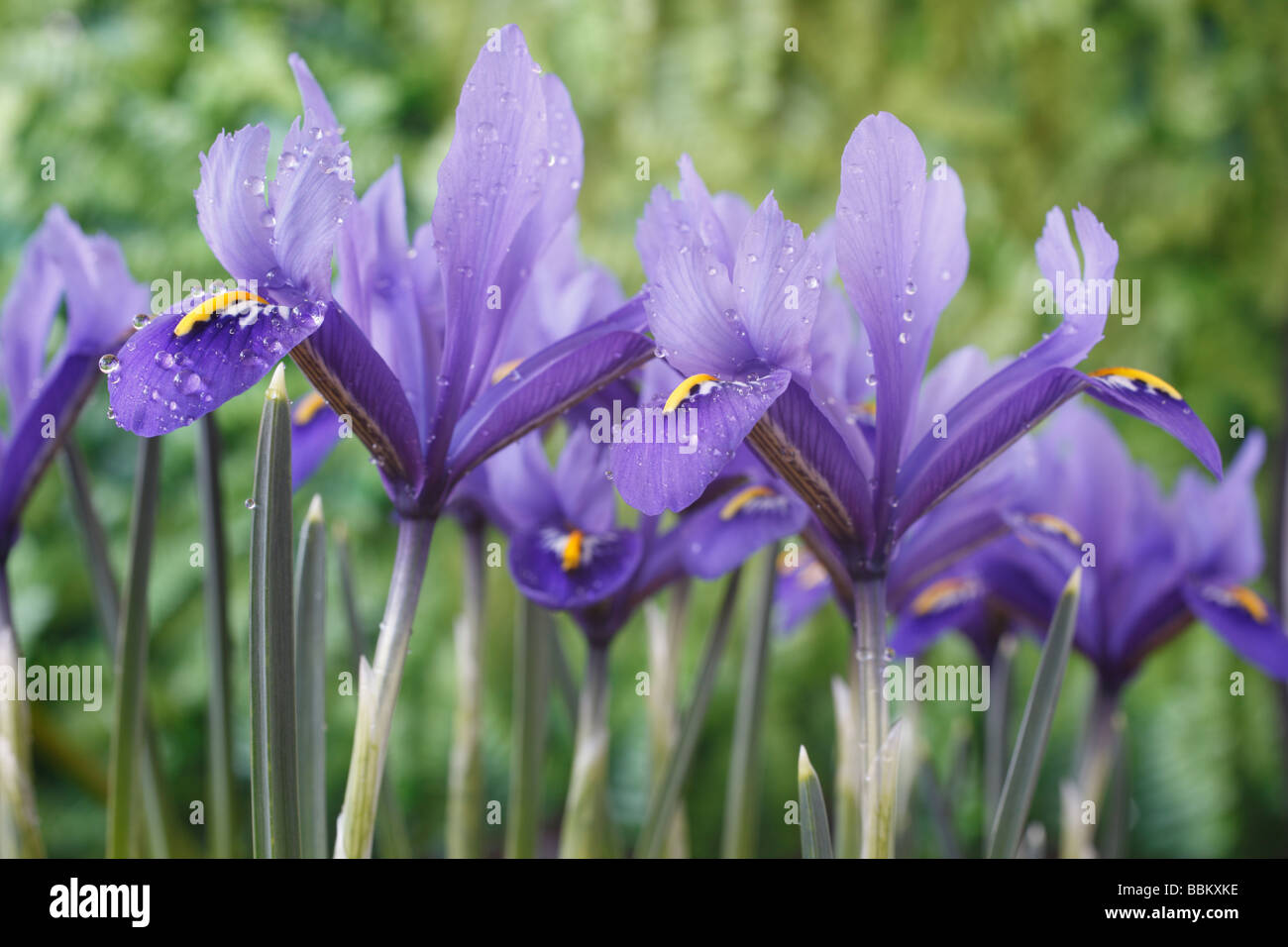 Iris 'Harmony'  Reticulata Stock Photo