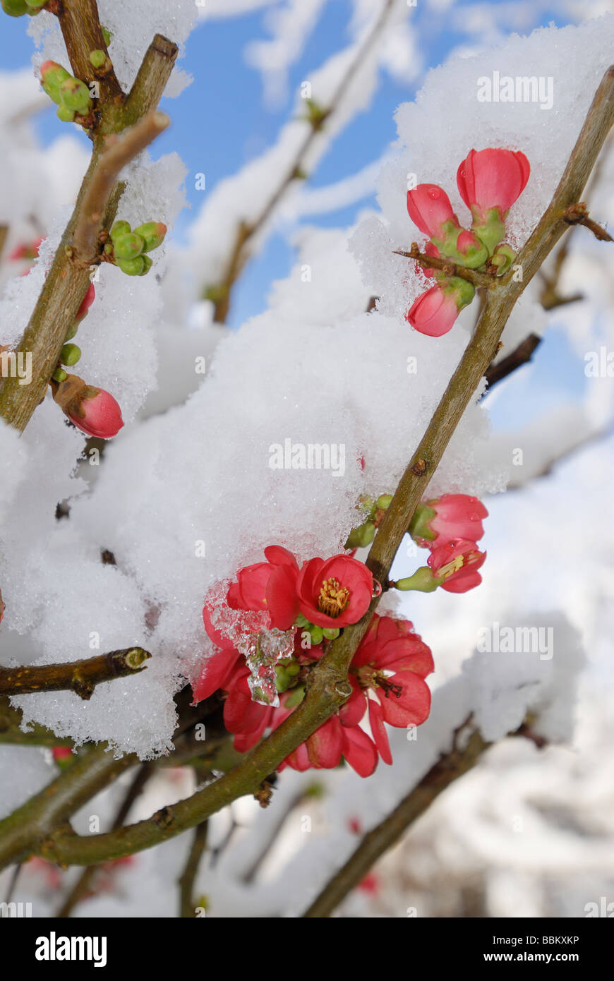 Forsytia blossom covered with snow Stock Photo