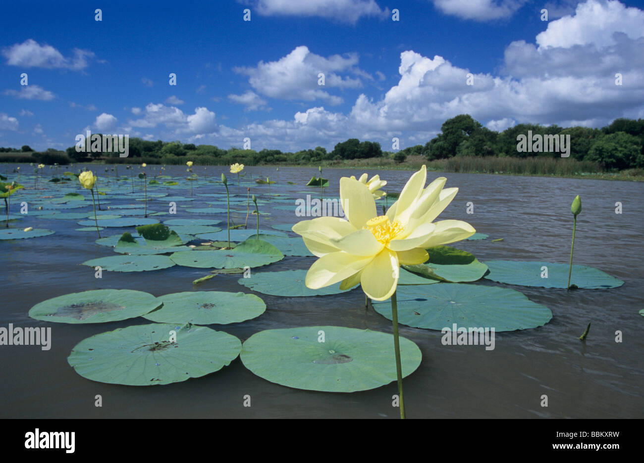 American Lotus Nelumbo lutea blooming Welder Wildlife Refuge Rockport