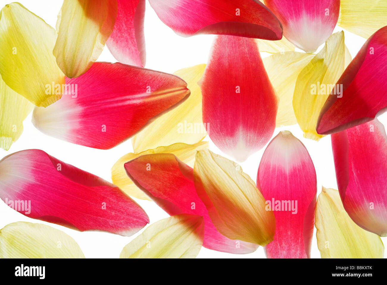 Petals of a red tulip and a yellow daffodil Stock Photo