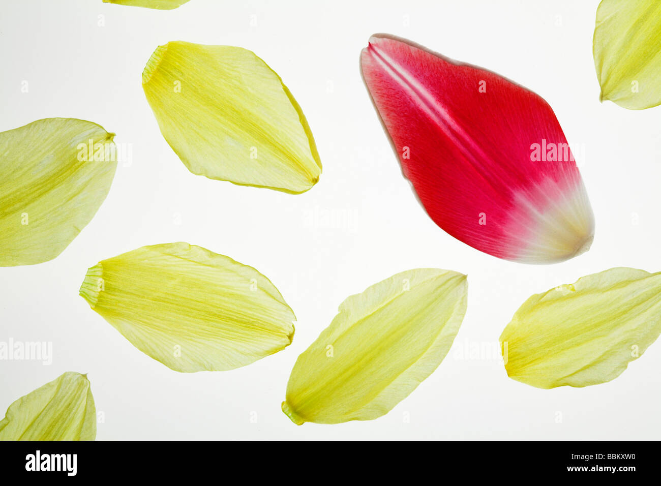 Petals of a red tulip and a yellow daffodil Stock Photo