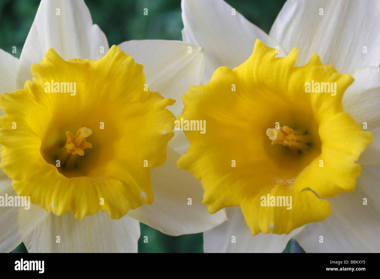 Narcissus 'Crewenna' (Daffodil) Div 1 Trumpet Stock Photo