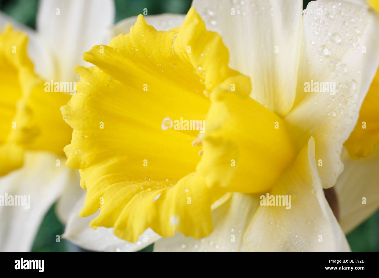 Narcissus 'Crewenna' (Daffodil) Div 1 Trumpet Stock Photo