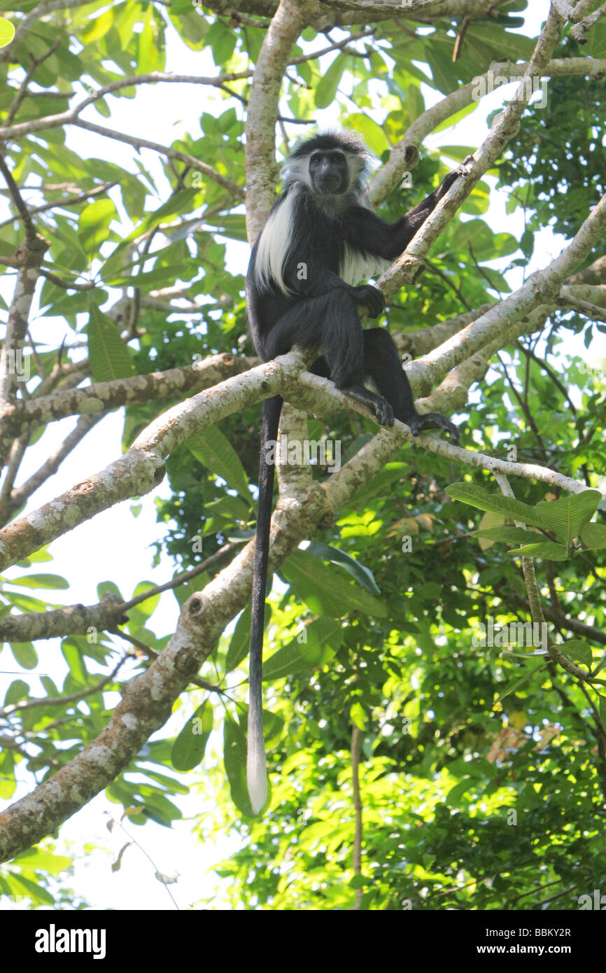 Foto de Colobus Angolano Macaco Colobo Angolensis Palliatus e mais ...