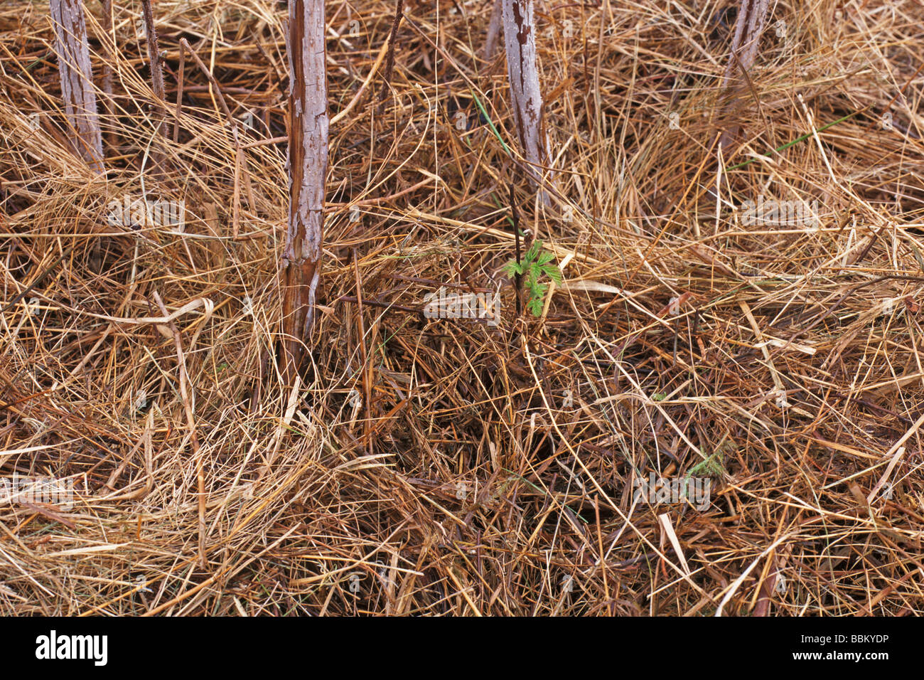 HAY MULCH ROUND RASPBERRIES CONTROLS WEEDS Stock Photo Alamy