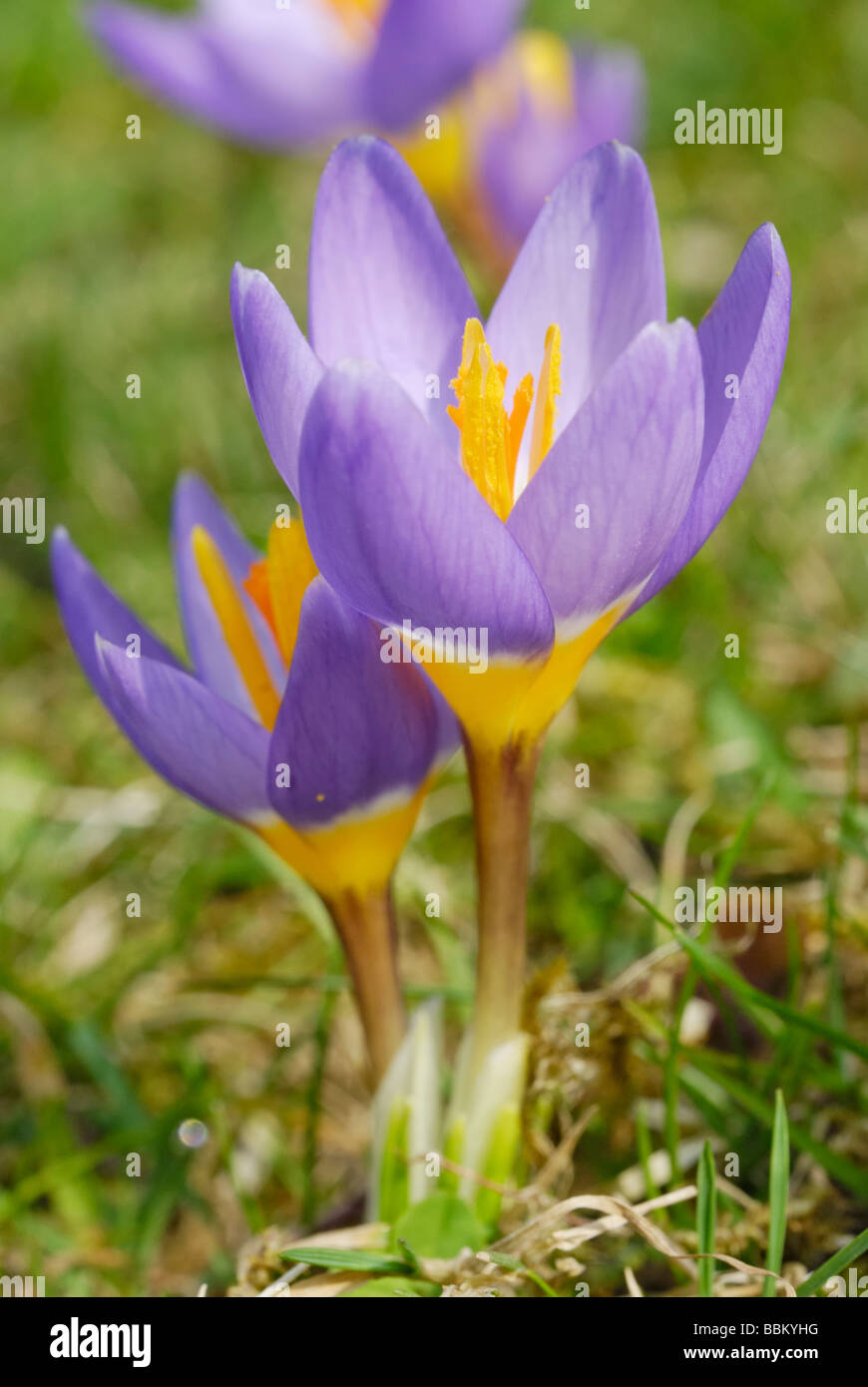 Violet crocus (Crocus sativa), flowers on meadow Stock Photo
