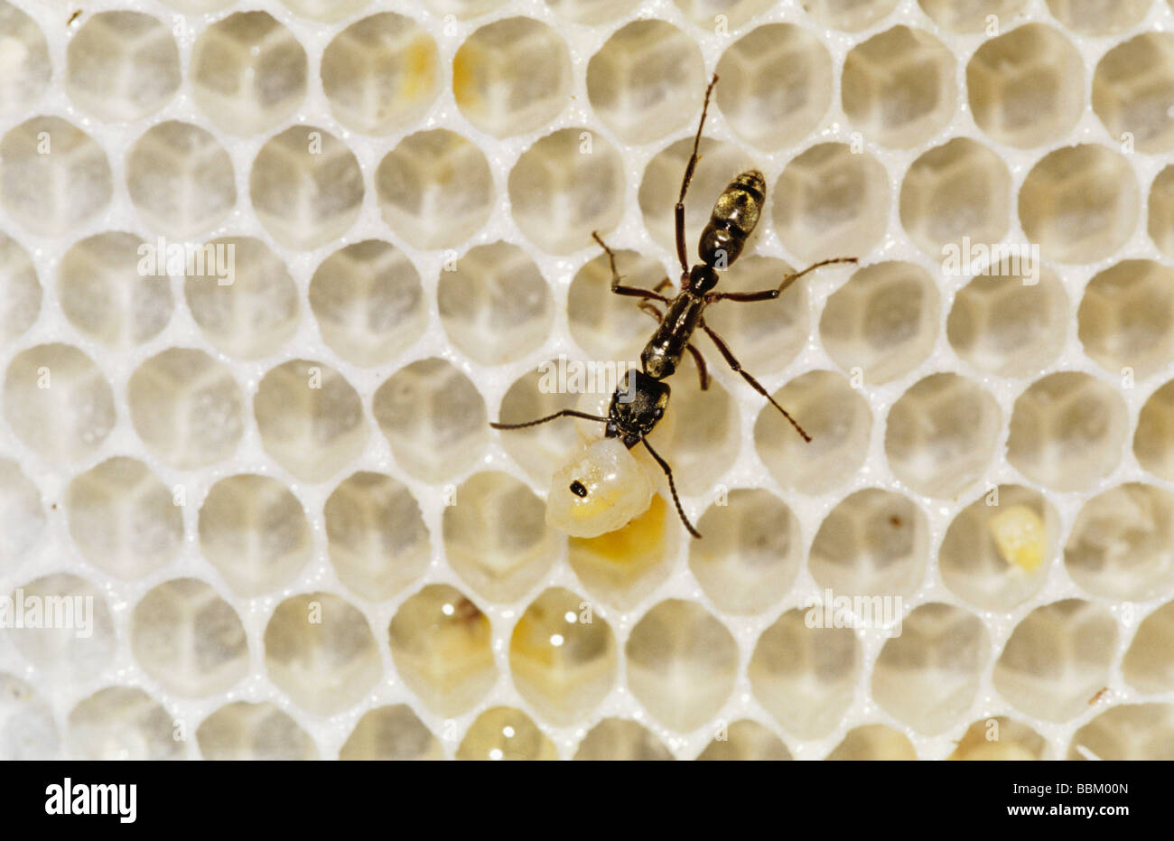 Ant Formicidae ant on bee hive with bee larva as prey The Inn at