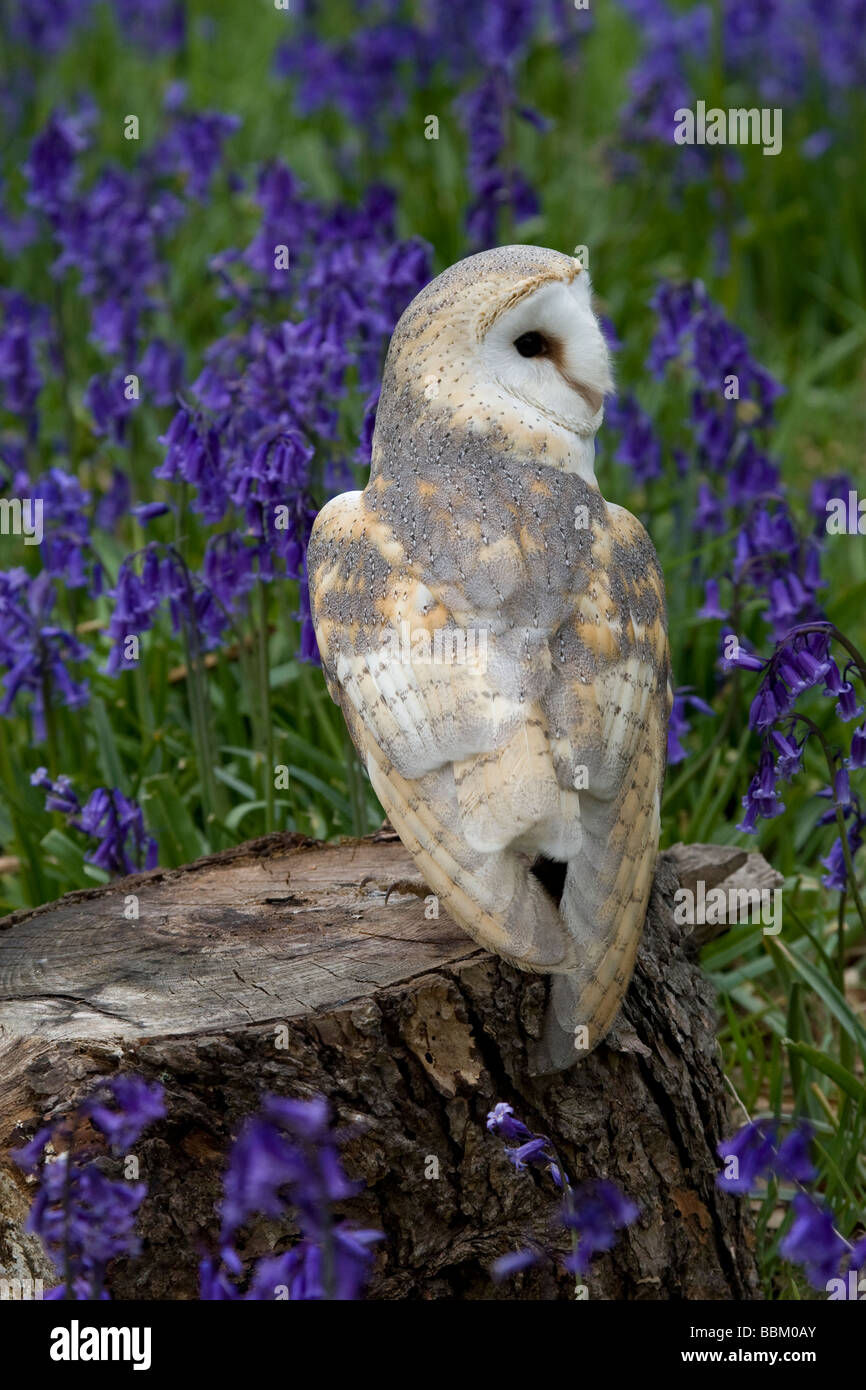 Barn Owl and Bluebells in springtime Stock Photo