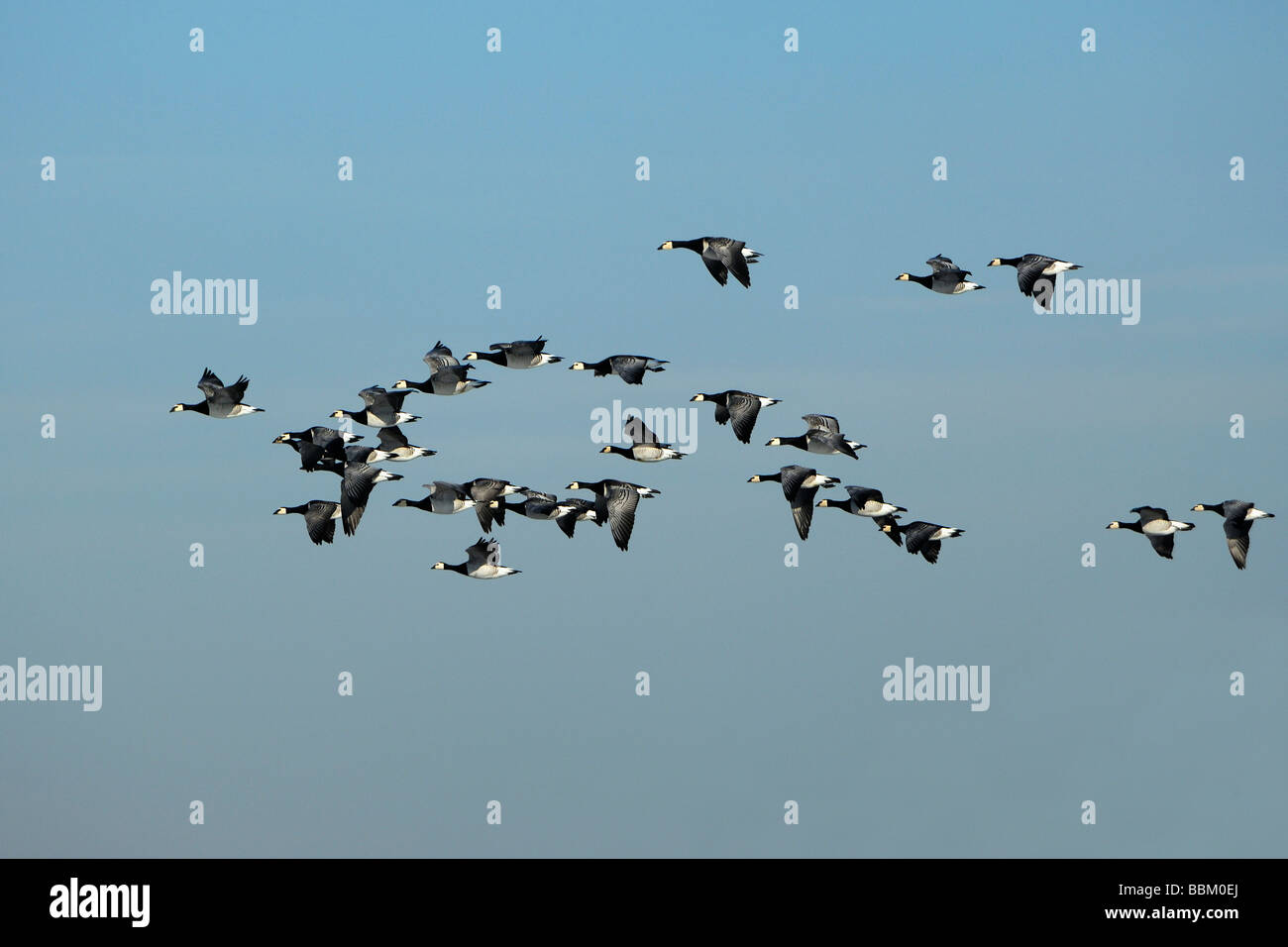 Barnacle Goose (Branta leucopsis), flock of birds, flying Stock Photo