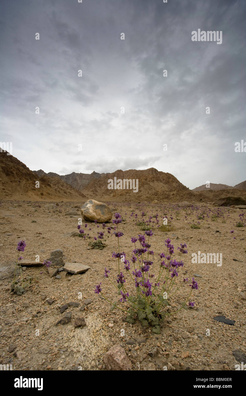 Wildflowers growing in harsh conditions hi-res stock photography and ...