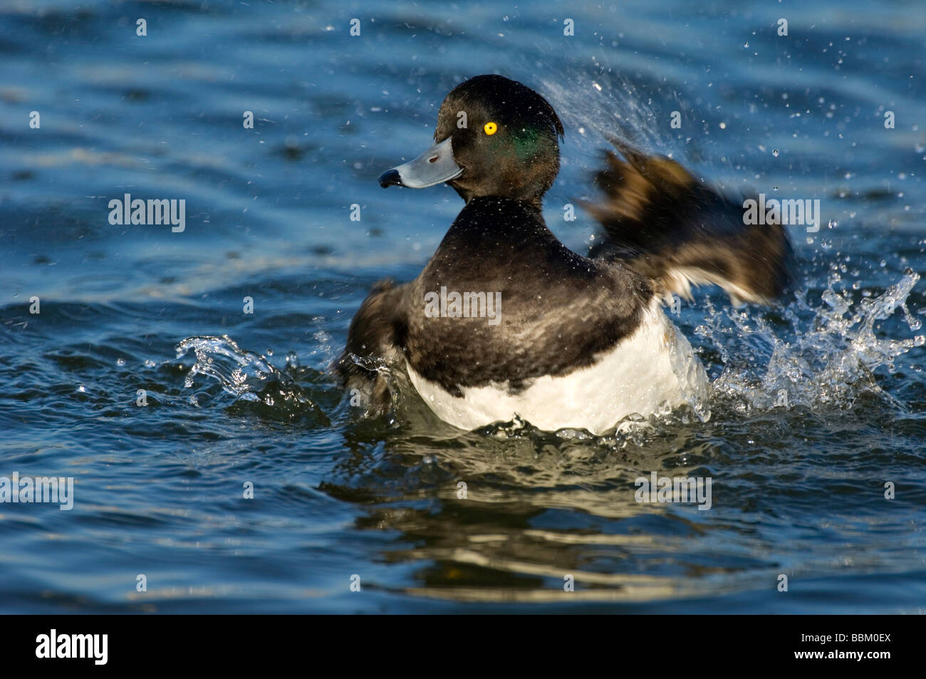 Tufted Duck (Aythya fuligula), swimming drake Stock Photo