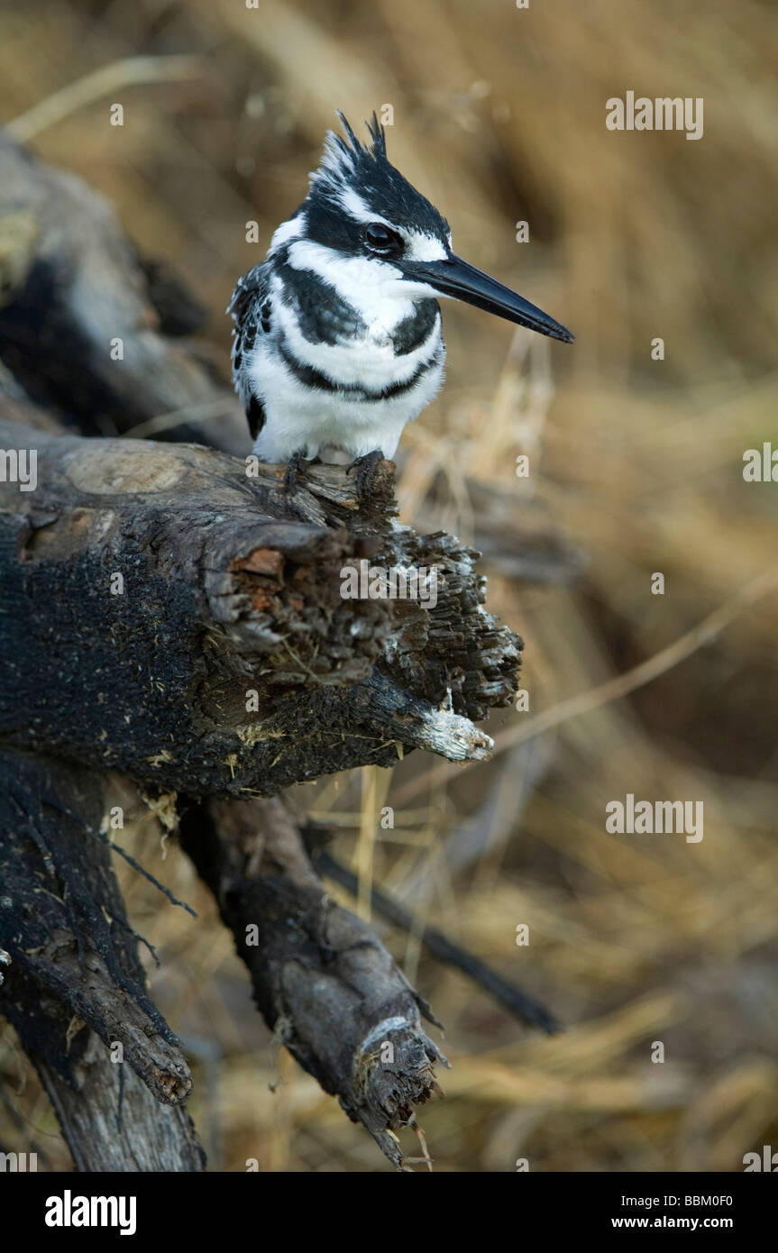 Pied Kingfisher (Ceryle rudis), on his perch, Chobe National Park, Botswana, Africa Stock Photo