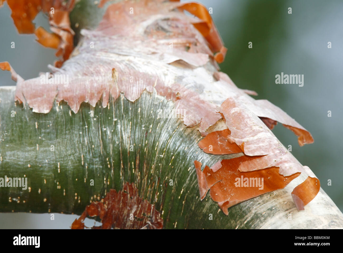 Gumbo Limbo  Bark Stock Photo