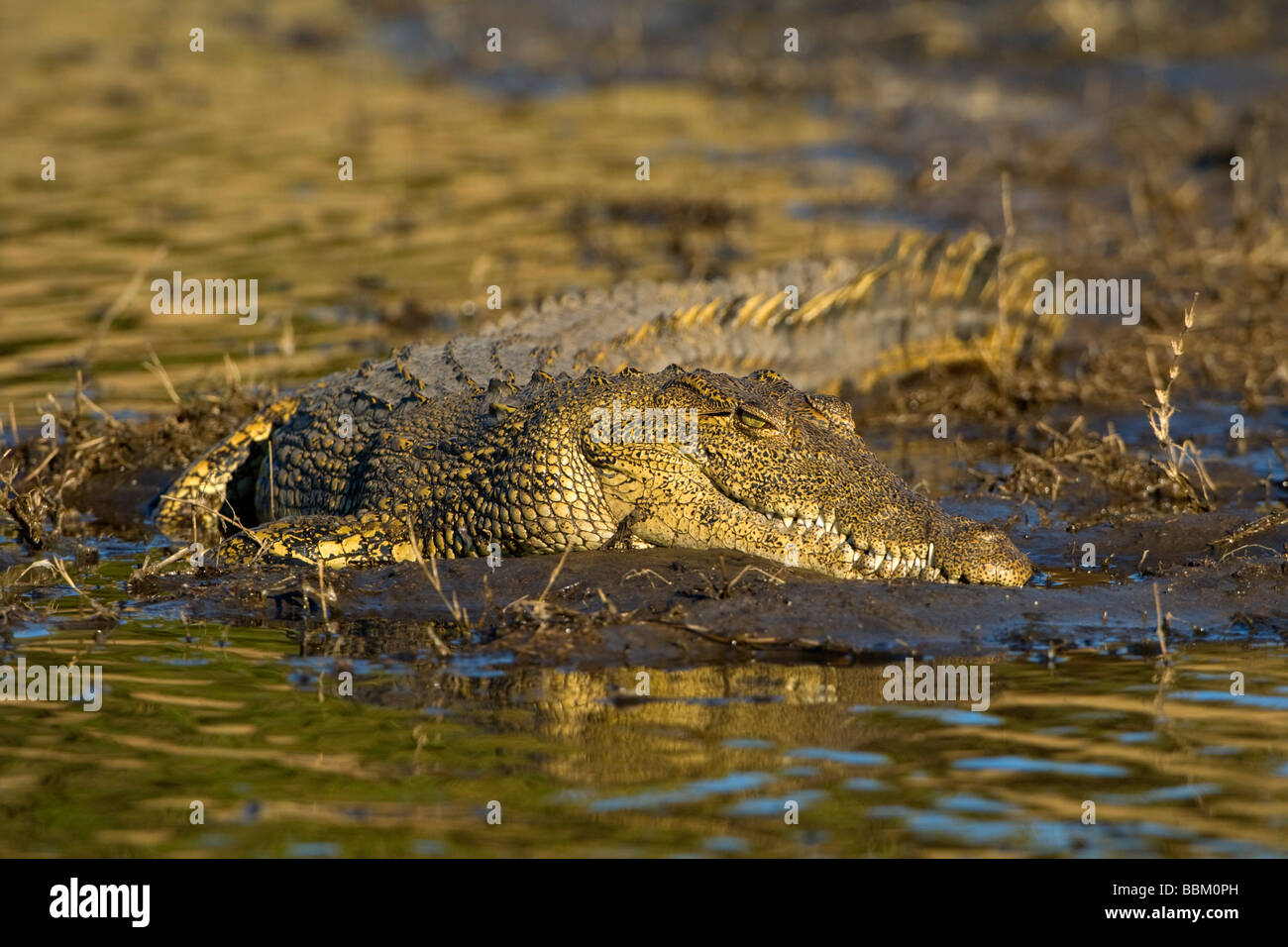 Nile Crocodile (Crocodylus niloticus) on the banks of Chobe River, Chobe National Park, Botswana, Africa Stock Photo