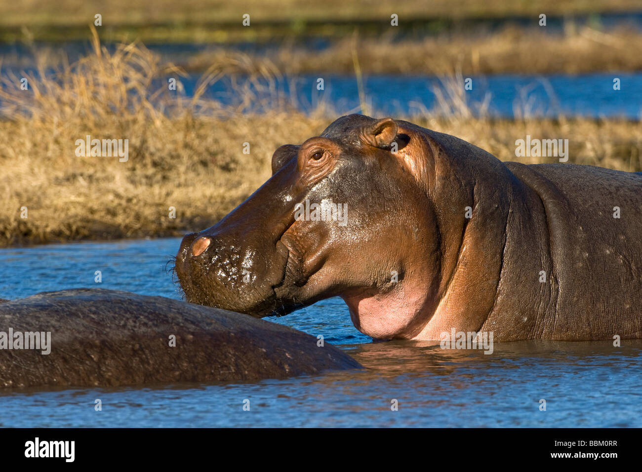 Hippo (Hippopotamus amphibius), Chobe National Park, Botswana, Africa Stock Photo