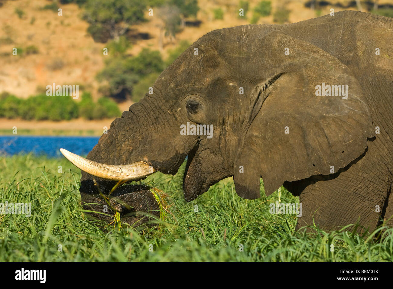African Bush Elephant (Loxodonta africana), eating on a grass island in the Chobe River, Chobe National Park, Botswana, Africa Stock Photo