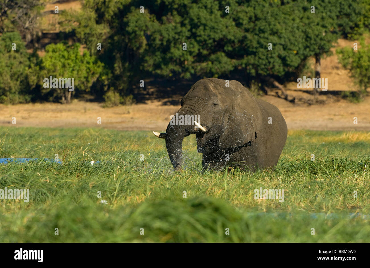 African Bush Elephant (Loxodonta africana), eating on a grass island in the Chobe River, Chobe National Park, Botswana, Africa Stock Photo