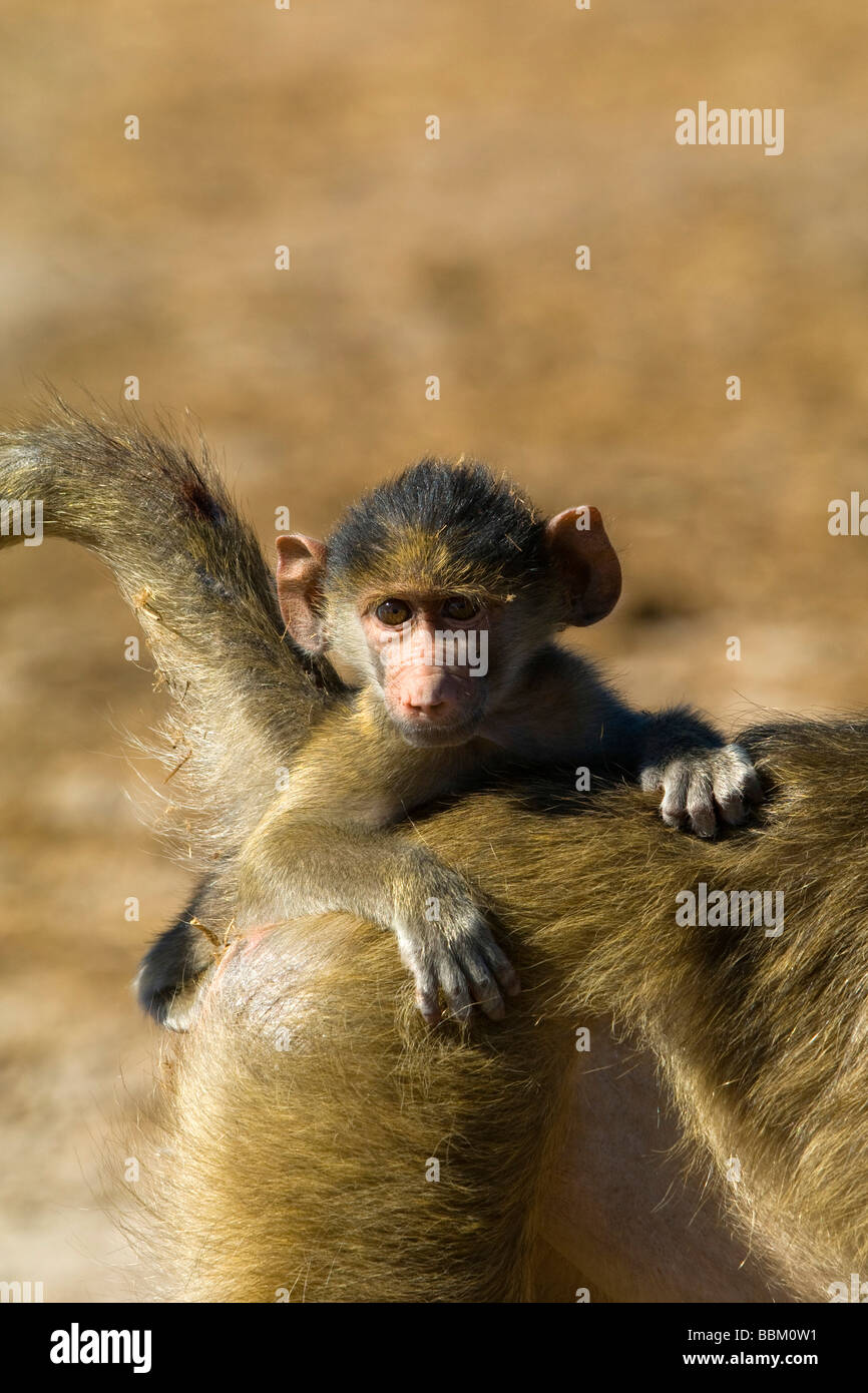 Yellow Baboon (Papio cynocephalus), young animal on his mother's back, Chobe National Park, Botswana, Africa Stock Photo