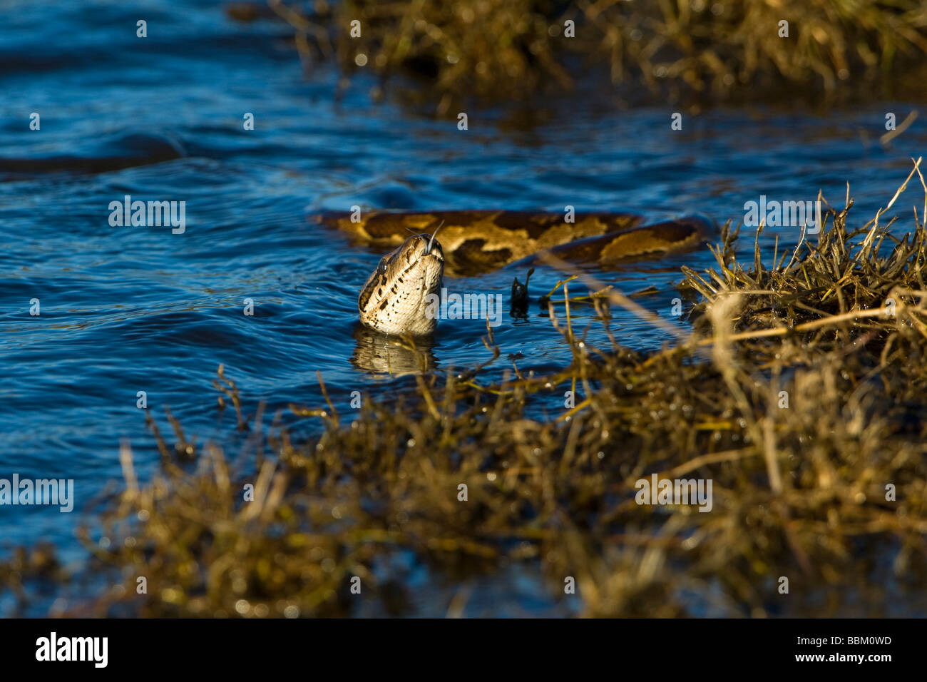 Natal Rock Python (Python natalensis), swimming in the Chobe River, Chobe National Park, Botswana, Africa Stock Photo