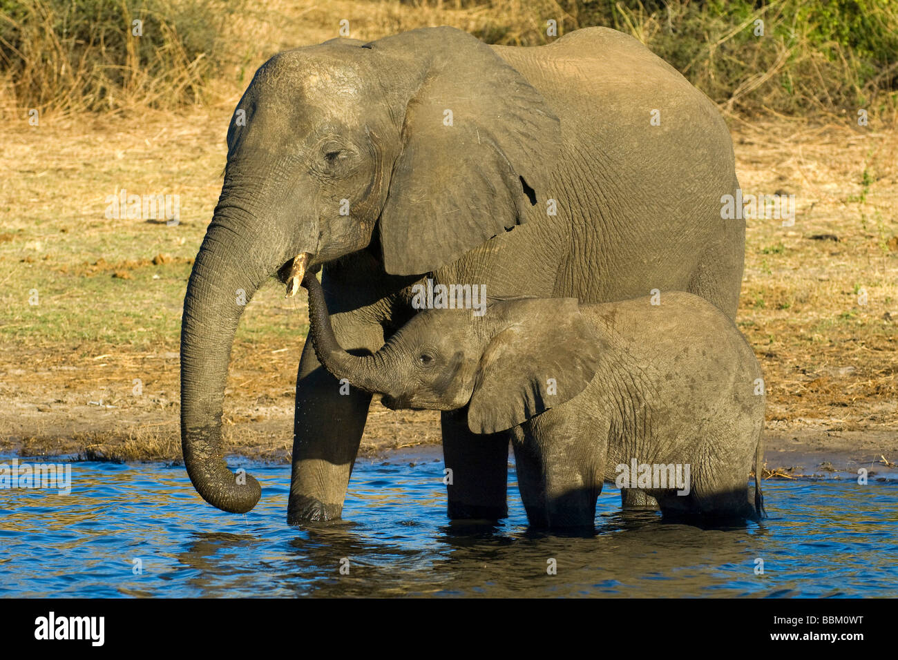 African Bush Elephant (Loxodonta africana), mother and young animal drinking, Chobe National Park, Botswana, Africa Stock Photo