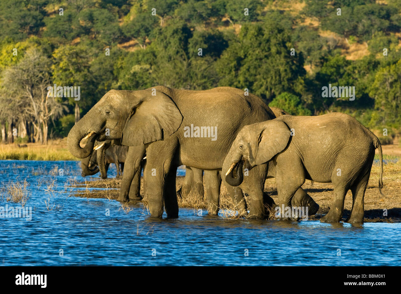 African Bush Elephants (Loxodonta africana), group drinking in the Chobe River, Chobe National Park, Botswana, Africa Stock Photo