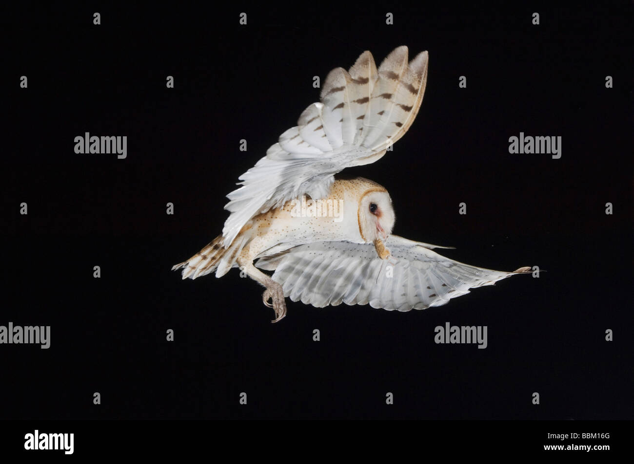 North American Barn Owl Stock Photos North American Barn Owl