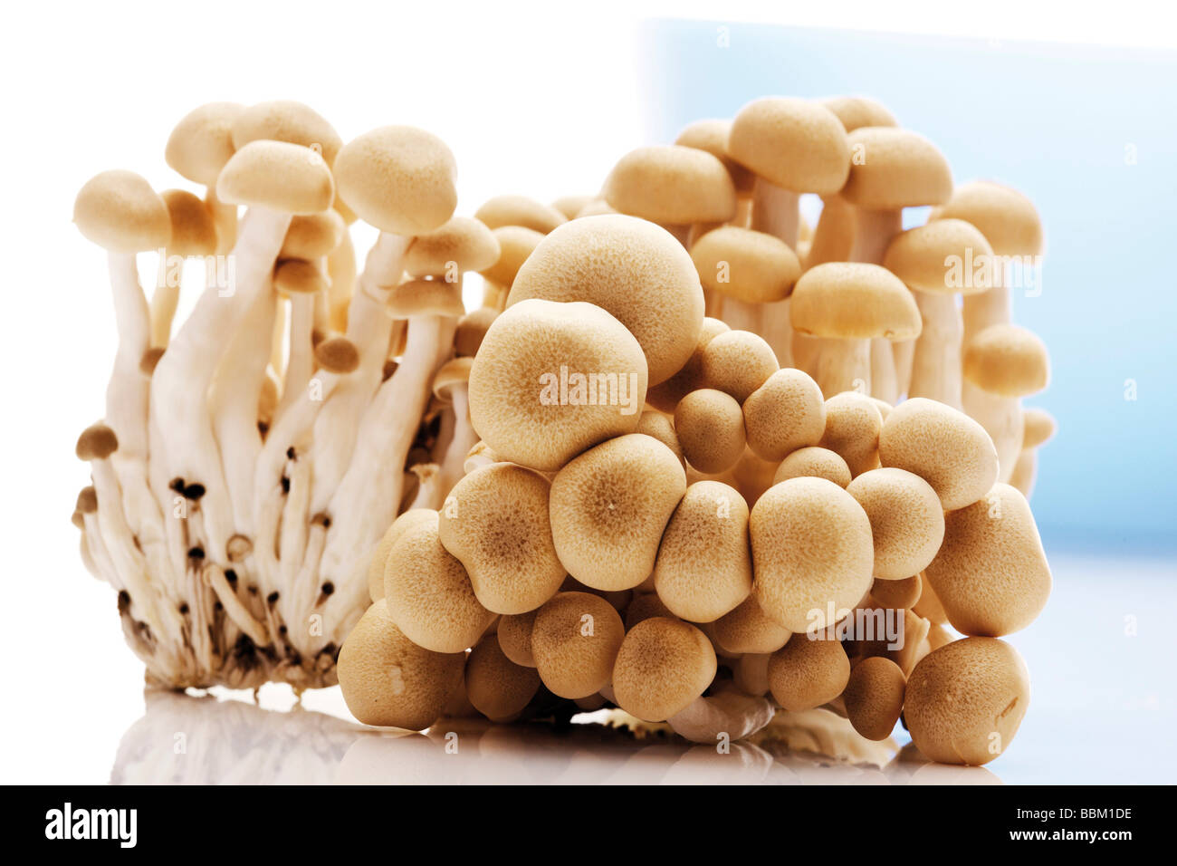 White Beech Mushrooms, White Clamshell Mushrooms (Hypsizygus tessulatus