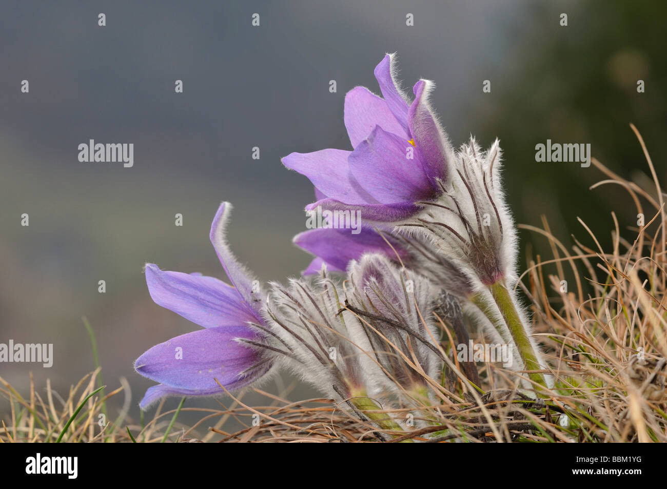 Pasque Flower (Pusatilla vulgaris) Stock Photo