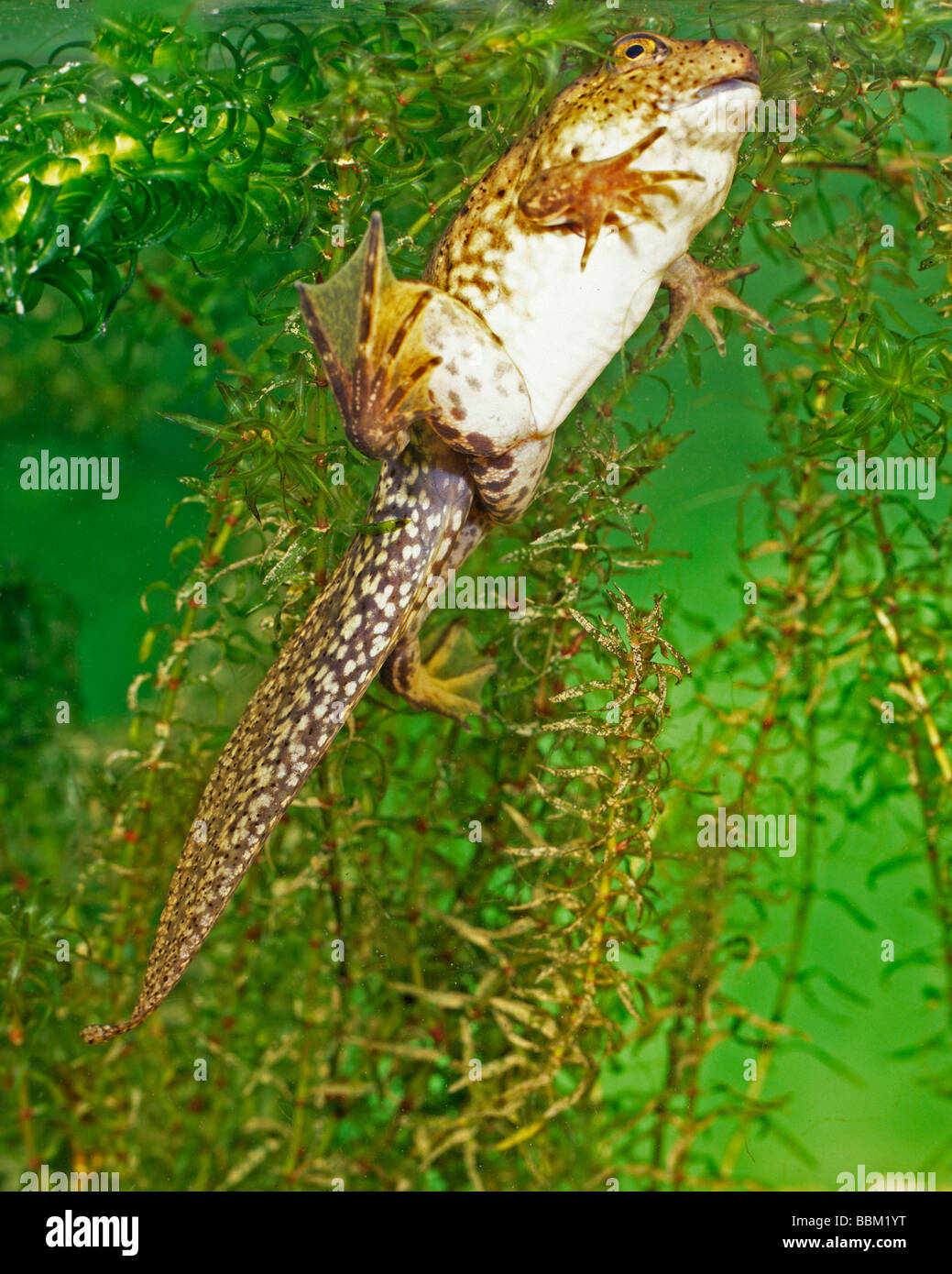BULLFROG Rana catesbiana TADPOLE WITH 4 LEGS AMONGST WATERWEED Stock Photo