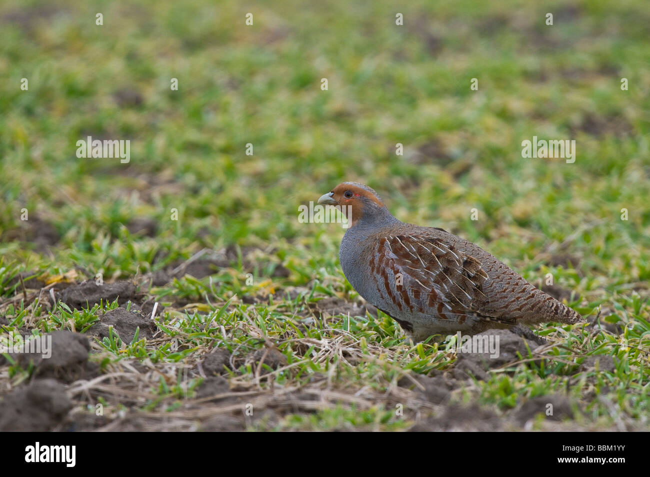 Grey Partridge (Perdix perdix) Stock Photo