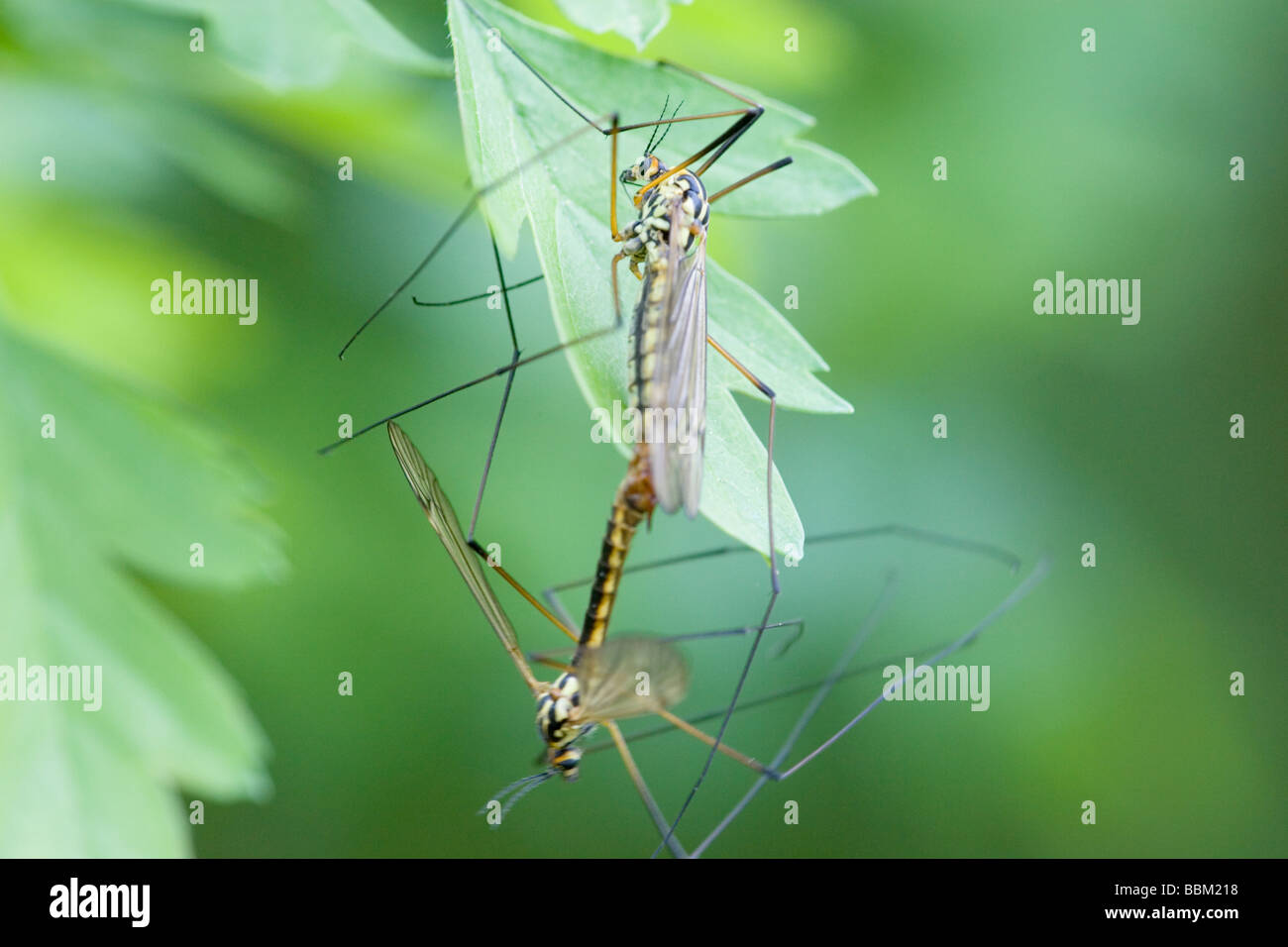 Pair of Spotted Crane Fly Nephrotoma appendiculata mating Stock Photo