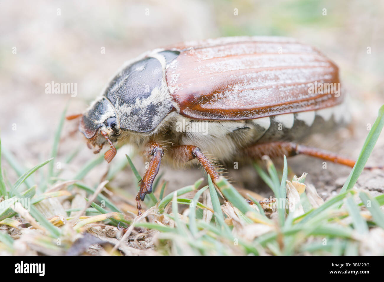 The common cockchafer uk hi-res stock photography and images - Alamy