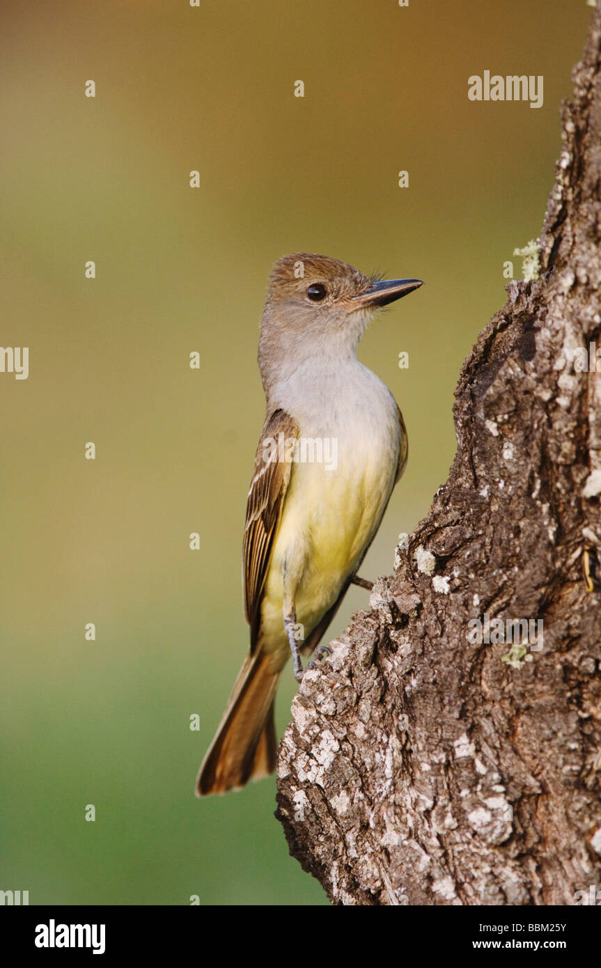 Brown crested Flycatcher Myiarchus tyrannulus adult Cameron County Rio Grande Valley Texas USA May 2004 Stock Photo