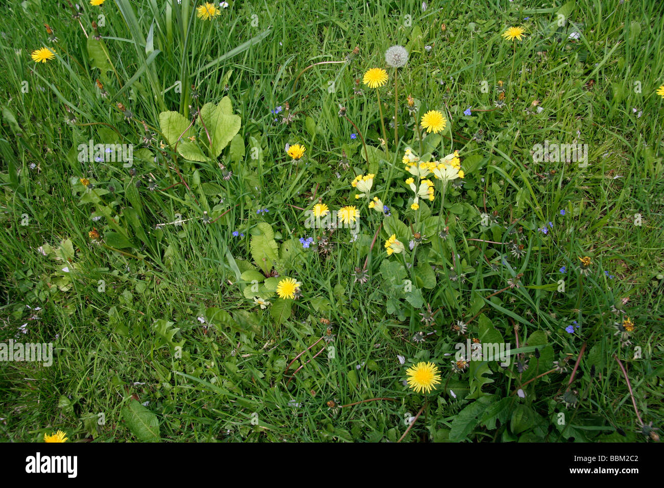 English meadow Stock Photo