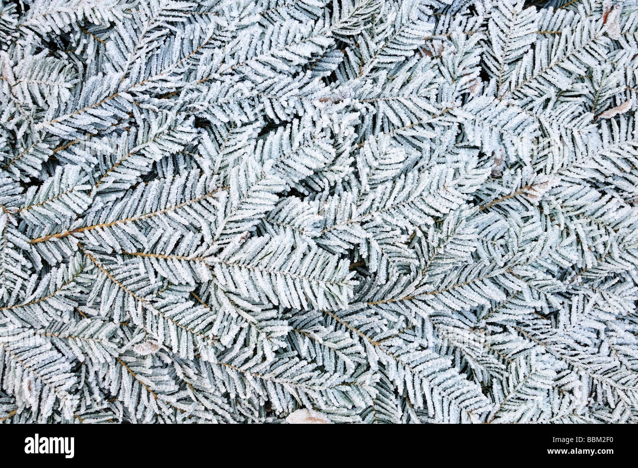 Fir branches covered with frost Stock Photo