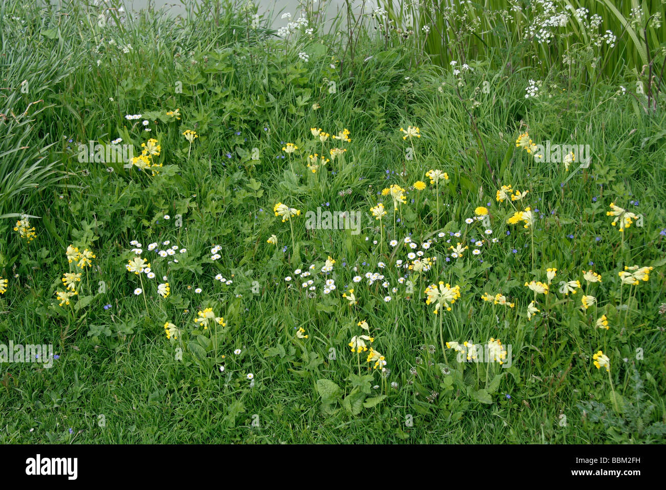 English Meadow flowers Stock Photo