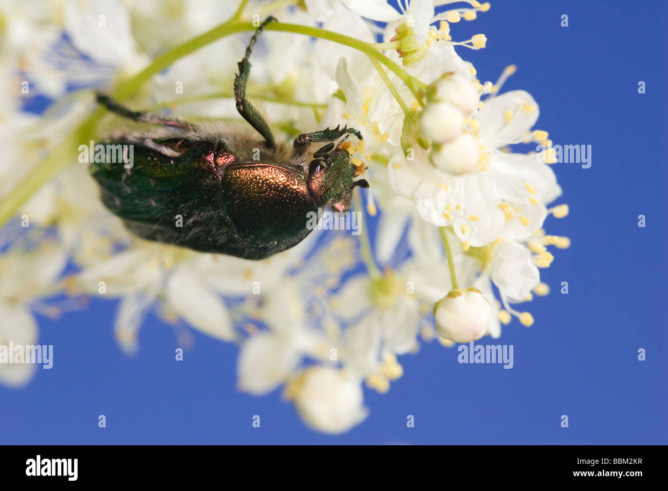 Scarab beetle (Cetonia aeruginosa) feeding on the pollen of a Dropwort flower (Filipendula vulgaris) Stock Photo