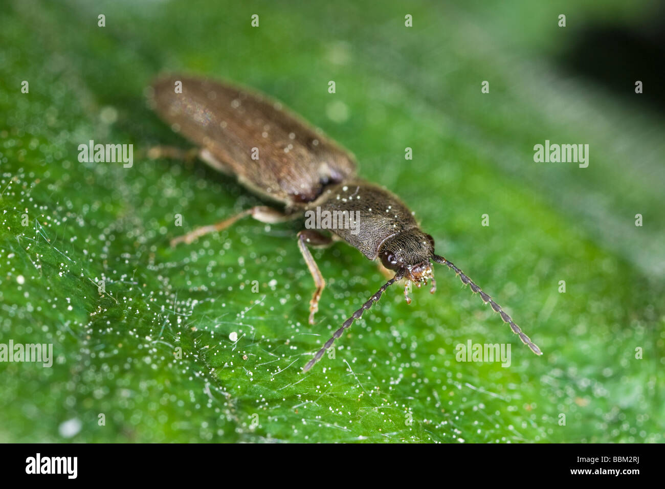 Click beetle (Elateridae: probably Athous haemorrhoidalis) Stock Photo