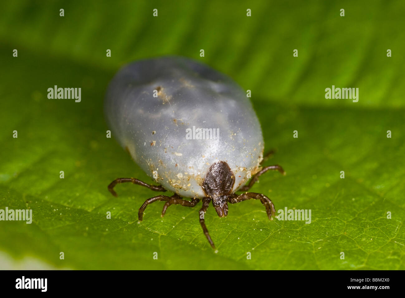 bloodfed sheep tick (Ixodes ricinus Stock Photo Alamy